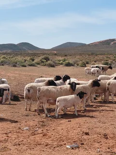 Sheep - Ad posted by Ryan Turner