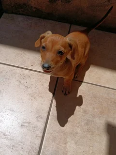 Jack Russell x Pinscher Dachshund Puppies