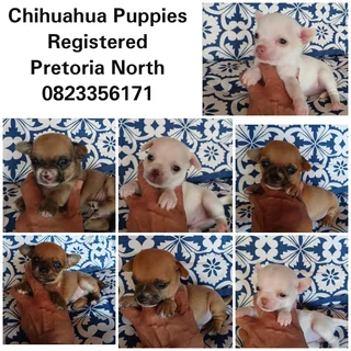 Chihuahua puppies
