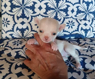 Chihuahua puppies