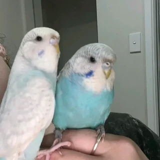 Budgies blues