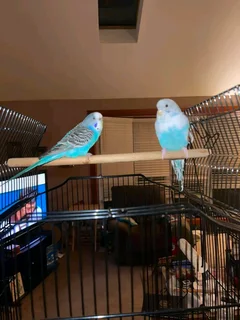 Budgies blues