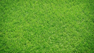 Kikuyu grass installations and tree felling