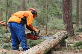 Kikuyu grass installations and tree felling