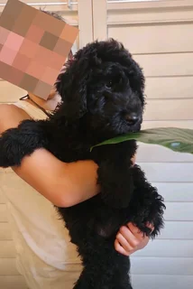 Giant Schnoodles puppies - Poodle and Schnauzer- Doodle Breed