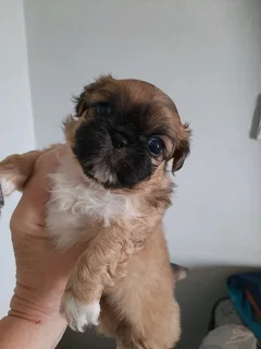 Pekingese puppys