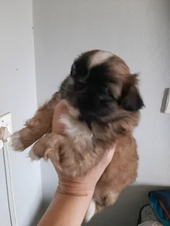 Pekingese puppys
