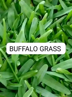 Evergreen Grass Fresh From The Farm