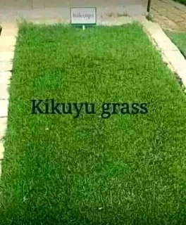 EVERGREEN GRASS FRESH FROM THE FARM