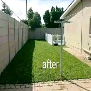 EVERGREEN GRASS FRESH FROM THE FARM