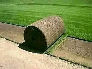 EVERGREEN GRASS FRESH FROM THE FARM