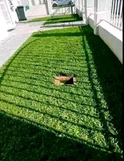 EVERGREEN GRASS FRESH FROM THE FARM