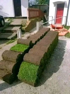 EVERGREEN GRASS FRESH FROM THE FARM