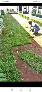 EVERGREEN GRASS FRESH FROM THE FARM