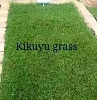 Buffalo grass