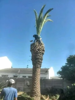 Trees Services and garden maintenance