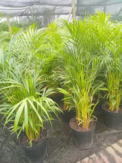 Palm Bamboo trees