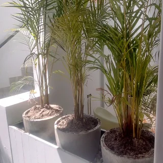 Palm Bamboo trees