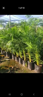 Palm Bamboo trees