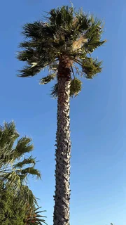 Trees Services and Garden maintenance