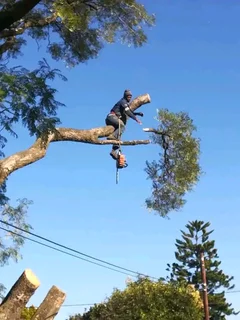 Trees Services and Garden maintenance