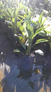 Low light Garden plants