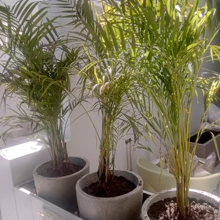 Low light Garden plants