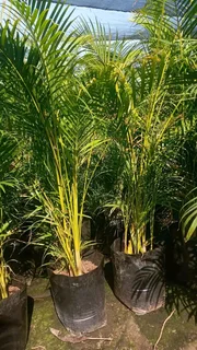 Low light Garden plants