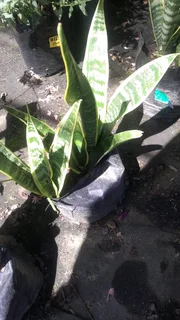 Low light Garden plants