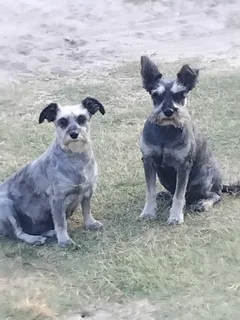 Schnauzer Puppies
