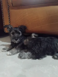 Schnauzer Puppies
