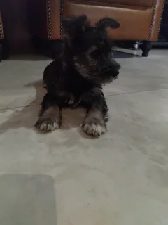 Schnauzer Puppies
