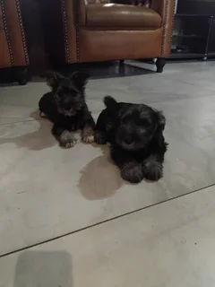Schnauzer Puppies