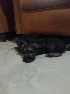Schnauzer Puppies