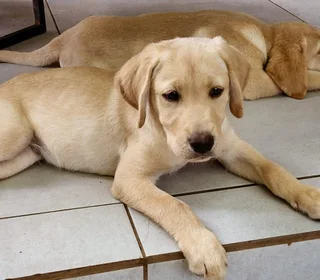 Beautiful Purebred Labradors pups