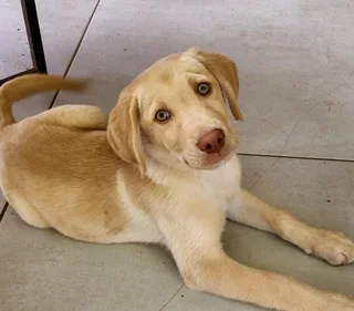 Beautiful Purebred Labradors pups