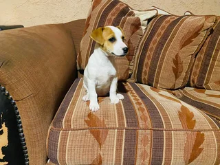 Jack Russel Puppy