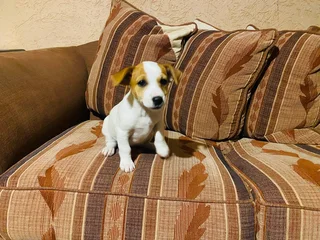 Jack Russel Puppy
