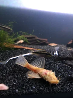 Breeding pair bristlenose