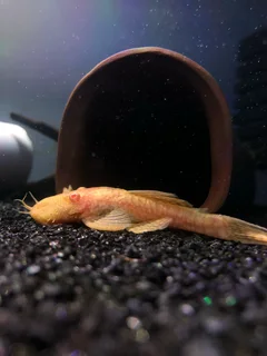 Breeding pair bristlenose