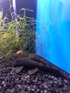 Breeding pair bristlenose