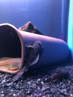 Breeding pair bristlenose