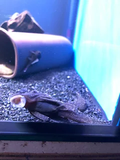 Breeding pair bristlenose