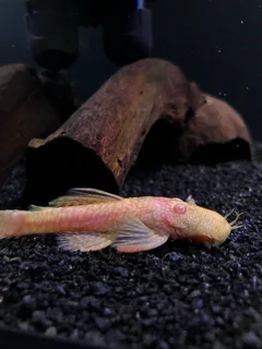 Breeding pair bristlenose