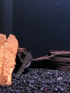 Breeding pair bristlenose