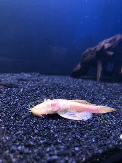 Breeding pair bristlenose
