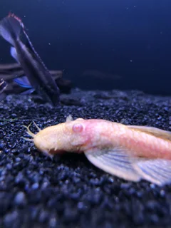 Breeding pair bristlenose