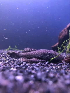 Breeding pair bristlenose