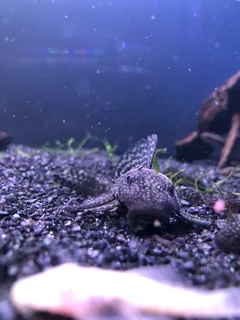 Breeding pair bristlenose
