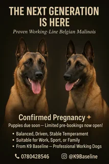 Belgian malinois police dogs